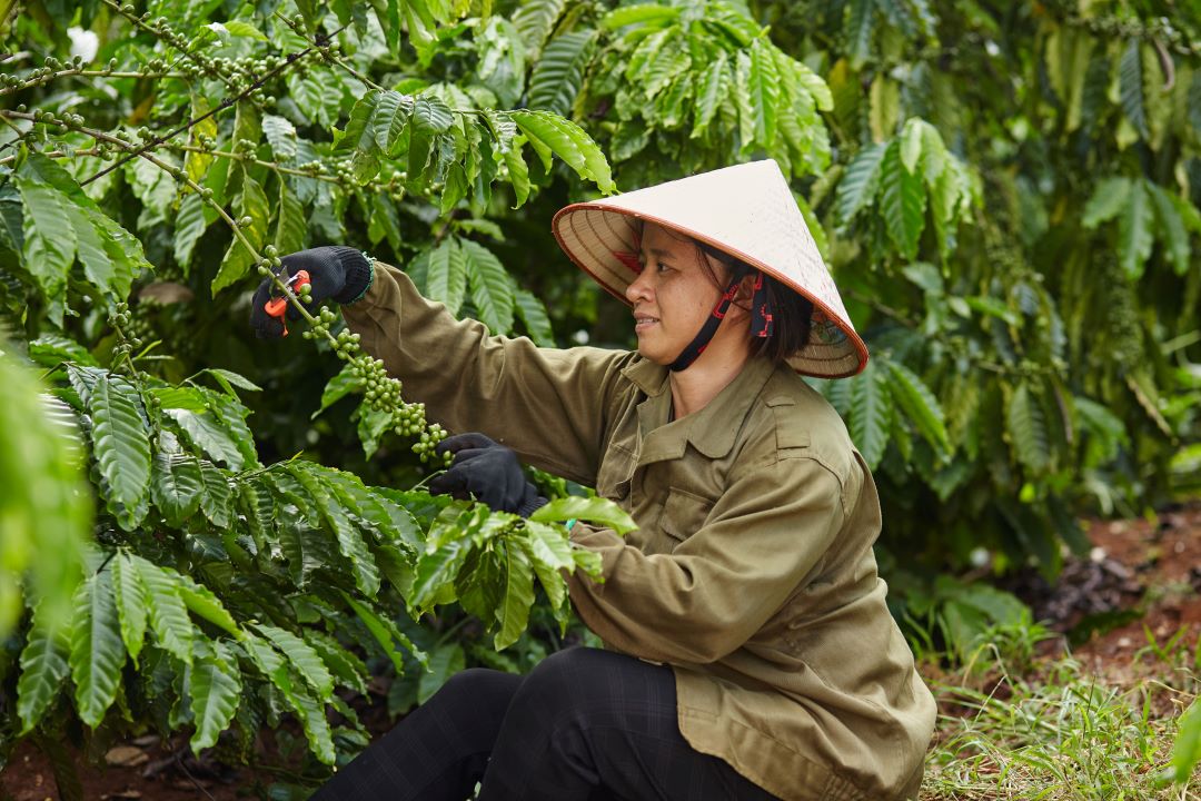 Nestlé đứng đầu về phát triển bền vững, theo Báo cáo ngành cà phê Coffee Barometer 2023